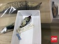 Myzomela prawiradilagae, Spesies Burung Baru dari Pulau Alor