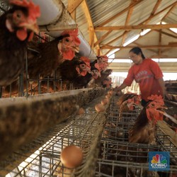 Jadi Korban Daya Beli Lesu, Penjualan Emiten Unggas dan Sapi Ambruk