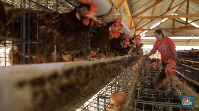 Jadi Korban Daya Beli, Penjualan Emiten Unggas dan Sapi Ambruk