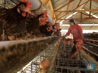 Jadi Korban Daya Beli Lesu, Penjualan Emiten Unggas dan Sapi Ambruk