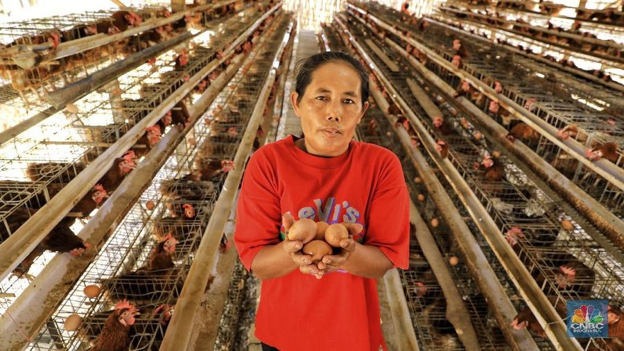 Peternakan ini mendapatkan keuntungan bersih sekitar Rp 3 juta hingga Rp 4 juta per bulannya.