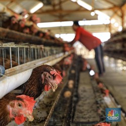 Nah Lho! Ada Wabah Virus, Belanda Musnahkan Ribuan Ayam