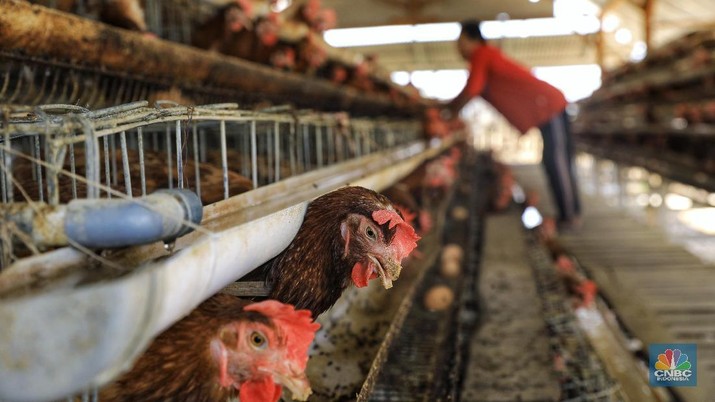 Pekerja memeriksa telur yang dihasilkan dari peternakan ayam petelur di Desa Bandungrejo, Kecamatan Ngasem, Kabupaten Bojonegoro, Jawa Timur, Kamis (10/10/2019).  (CNBC Indonesia/Andrean Kristianto)