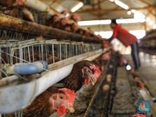 Nah Lho! Ada Wabah Virus, Belanda Musnahkan Ribuan Ayam