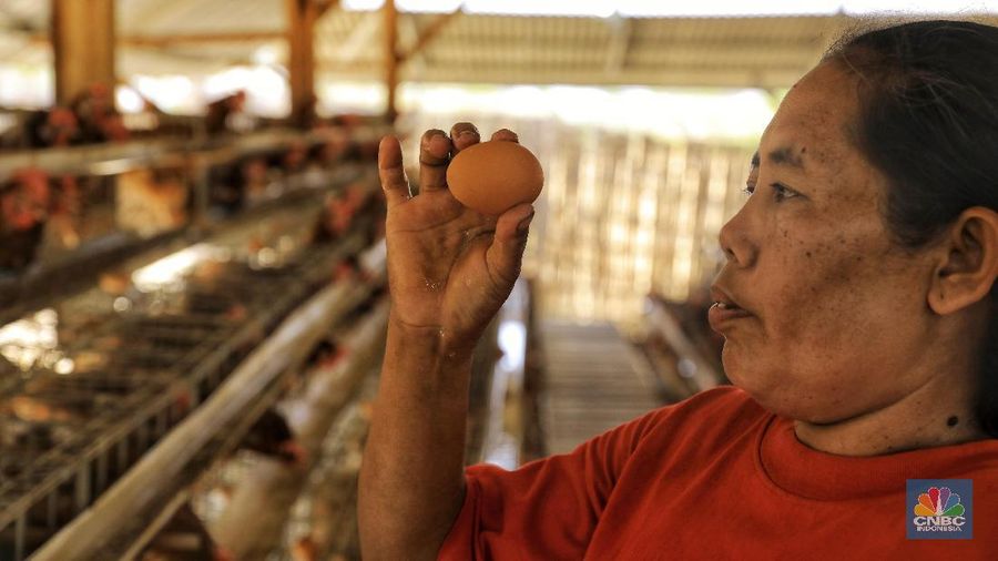 Pekerja memeriksa telur yang dihasilkan dari peternakan ayam petelur di Desa Bandungrejo, Kecamatan Ngasem, Kabupaten Bojonegoro, Jawa Timur, Kamis (10/10/2019).  (CNBC Indonesia/Andrean Kristianto)