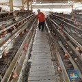 Saham Charoen Pokphand Jeblok 2 Hari, Ada Apa sih?