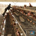 Pekerja memeriksa telur yang dihasilkan dari peternakan ayam petelur di Desa Bandungrejo, Kecamatan Ngasem, Kabupaten Bojonegoro, Jawa Timur, Kamis (10/10/2019).  (CNBC Indonesia/Andrean Kristianto)