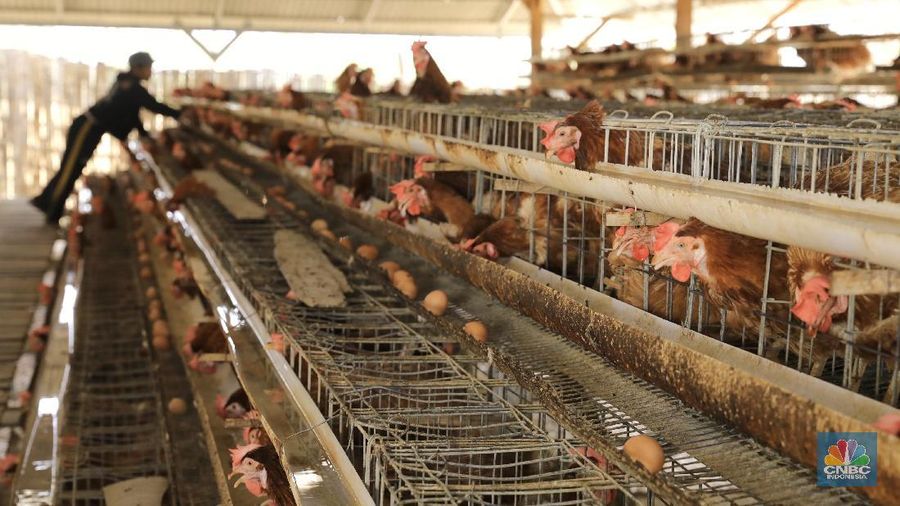 Pekerja memeriksa telur yang dihasilkan dari peternakan ayam petelur di Desa Bandungrejo, Kecamatan Ngasem, Kabupaten Bojonegoro, Jawa Timur, Kamis (10/10/2019).  (CNBC Indonesia/Andrean Kristianto)