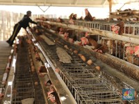 Pekerja memeriksa telur yang dihasilkan dari peternakan ayam petelur di Desa Bandungrejo, Kecamatan Ngasem, Kabupaten Bojonegoro, Jawa Timur, Kamis (10/10/2019).  (CNBC Indonesia/Andrean Kristianto)