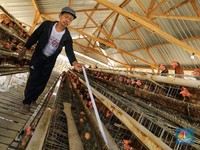 Peternak Kecil Gerah Beradu Pasar dengan Peternak 'Raksasa'