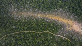 Pemerintah Peru pada awal 2019 menggaungkan program 'Operation Mercury', penjagaan gabungan kepolisian dan militer di area dalam hutan Amazon untuk menghentikan aksi pembalakan liar. (AP Photo/Rodrigo Abd)
