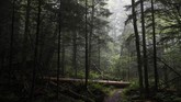Peneliti kehutanan Peru, Jhon Farfan mencatat struktur tanah di area perhutanan di Madre de Dios telah berubah karena aksi penambangan emas ilegal. (AP Photo/Patrick Semansky)