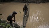 Sukses dengan area hutan di Madre de Dios, sejak 2009 aksi reboisasi juga tengah dilakukan untuk 800 hektare hutan di Monongahela dan 4.500 hektare hutan di Appalachia.(AP Photo/Rodrigo Abd)