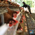 Belum Kelar Corona, Flu Burung Mewabah Lagi di China