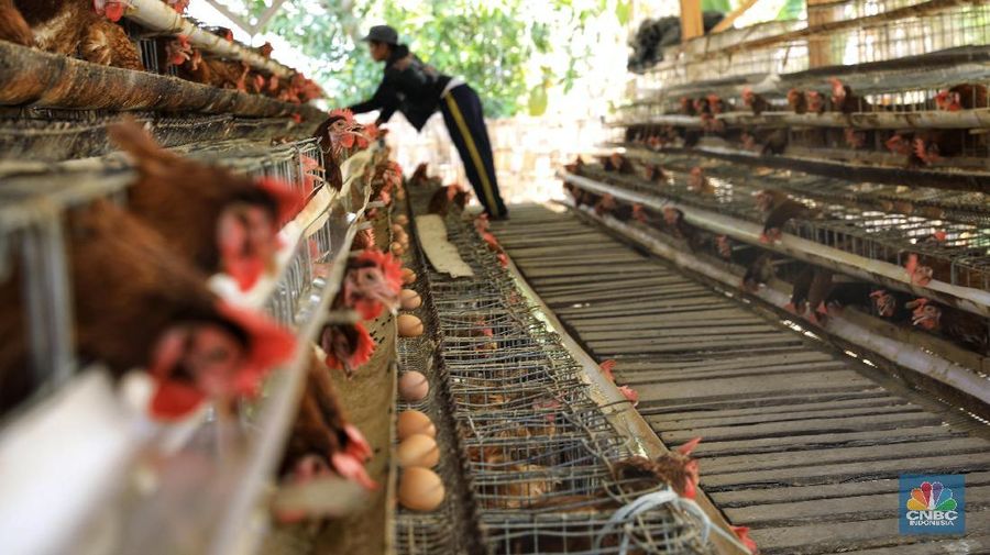 Kasus flu burung terkonfirmasi di kota Shaoyang, Hunan Selatan, China.