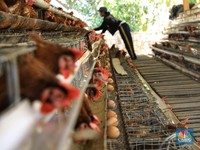 Belum Kelar Corona, Flu Burung Mewabah Lagi di China