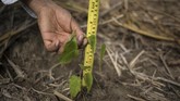 Proyek yang dimulai sejak tiga tahun silam ini telah berhasil melakukan penghijauan untuk lebih dari 42 hektare hutan dengan bibit asli. Aksi in imenjadi upaya reboisasi terbesar hutan Amazon di Peru hingga saat ini. (AP Photo/Rodrigo Abd)