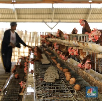 Ini Geliat Peternak Ayam Binaan Pertamina Cepu di Bojonegoro