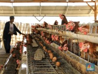 Ini Geliat Peternak Ayam Binaan Pertamina Cepu di Bojonegoro