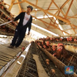 RI Impor Bibit Induk Ayam Tak Terkendali, Peternak Resah