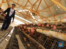 Peternak Curhat Rugi Rp 2 T Gara-Gara Harga Ayam Anjlok