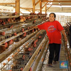 Harga Ayam Sering Anjlok, DOC dan Pakan akan Diatur