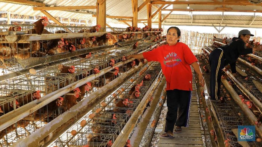 Untuk mencegah harga ayam di tingkat peternak, pemerintah akan membuat harga acuan DOC dan pakan ayam.