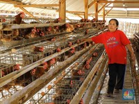 Harga Ayam Sering Anjlok, DOC dan Pakan akan Diatur