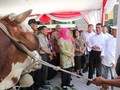 Sukses Program Inseminasi Sapi, Khofifah Raih Penghargaan