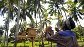 Selama tiga bulan pertama, beruk akan dikenalkan makanan khusus mereka seperti gula aren, susu, nasi, dan sayur-sayuran. Tiga bulan berikutnya barulah beruk diperkenalkan dengan cara memetik buah kelapa secara bertahap. (ANTARA FOTO/Iggoy el Fitra)