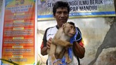 Pembeli beruk biasanya bertujuan untuk mempekerjakan beruk liar sebagai pemetik kelapa. Untuk itu pembeli harus melatihnya terlebih dahulu agar bisa mengerti perintah manusia. Tidak jarang dalam masa latihan itu beruk harus mengalami kekerasan fisik oleh pemiliknya. (ANTARA FOTO/Iggoy el Fitra)