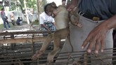 Keberadaan hewan primata, beruk (Macaca Nemestrina) di kawasan Pariaman, Sumatera Barat, umum dijumpai telah berubah peran dari hewan liar manjadi hewan terlatih pemetik kelapa ulung. (ANTARA FOTO/Iggoy el Fitra)