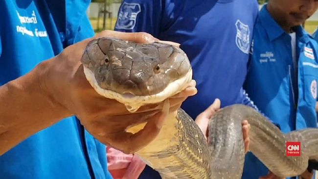 Ular King Cobra Patuk Pemuda Depok Hingga Tewas