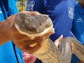 Ular King Cobra Patuk Pemuda Depok Hingga Tewas