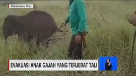 VIDEO: Evakuasi Anak Gajah Terjerat Tali
