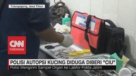 VIDEO: Polisi Autopsi Kucing Diduga Diberi
