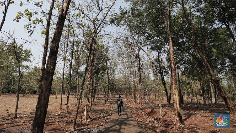 Gerak semu matahari yang dominan terjadi di selatan Khatulistiwa sehingga menyebabkan radiasi matahari yang diterima oleh permukaan bumi lebih banyak.