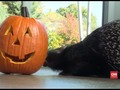 VIDEO: Kala Hewan dapat Kejutan Hadiah Halloween