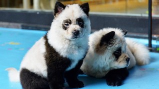 'Modifikasi' Anjing Jadi Mirip Panda, Kafe di China Dikritik