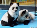 'Modifikasi' Anjing Jadi Mirip Panda, Kafe di China Dikritik