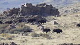 Acara ini dilakukan di Pulau Antelope yang dimulai Sabtu (26/10) hingga tiga pekan ke depan. (AP Photo/Rick Bowmer)