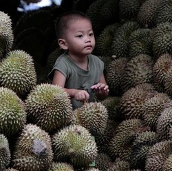 Diam-diam Vietnam Jadi Raja Durian di Dunia, RI Gimana?