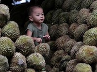 Durian Memicu Kolesterol Tinggi, Mitos atau Fakta Nih?