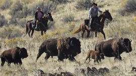 FOTO: Tradisi Tahunan Pengumpulan Bison di Utah