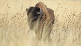 Jika dianggap kelebihan populasi, bison yang telah cukup umur akan dijual. (AP Photo/Rick Bowmer)