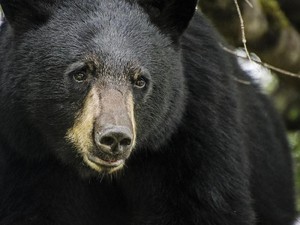 Kelakuan Turis Ceroboh, Colek Beruang Berakhir Berlarian