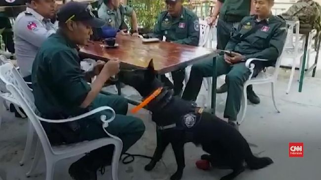 VIDEO: Anjing Pelacak Bantu Pencarian Turis Inggris