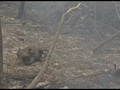 VIDEO: Ratusan Koala Tewas Terjebak Kebakaran Hutan