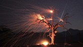 Sebuah meteor melintasi langit, terlihat di atas pohon yang terbakar, di Knights Valley, Calif. (Kent Porter/The Press Democrat via AP)