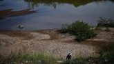 Warga yang mendiami aliran sungai Mekong mengatakan penurunan debit air terjadi karena musim kemaran dan adanya proyek pembangunan bendungan. (Photo by Lillian SUWANRUMPHA / AFP)